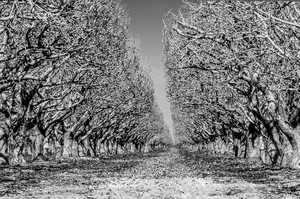 Carmel, California 2014